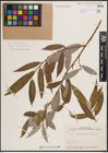 Foto von Salix excelsa S. G. Gmel.